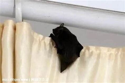 蝙蝠入屋风水