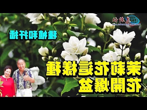 種茉莉花好嗎