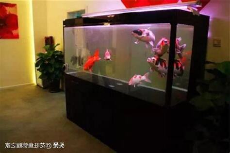 辦公室適合養什麼魚