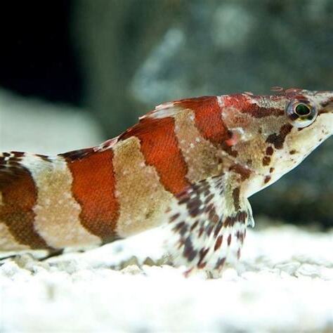 長線六線魚