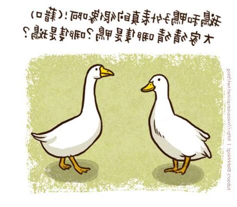 鴨跟鵝的差別笑話