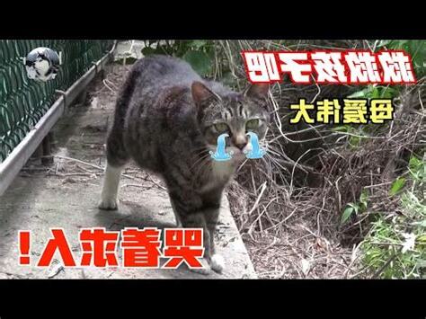 幼貓死掉怎麼處理
