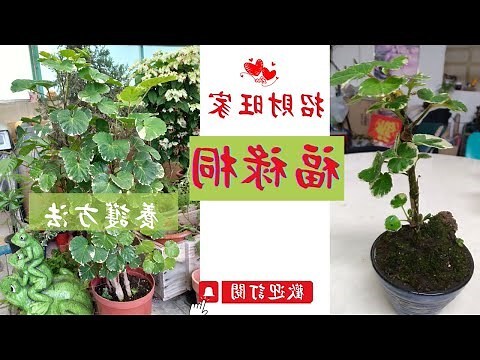 福祿桐擺放位置