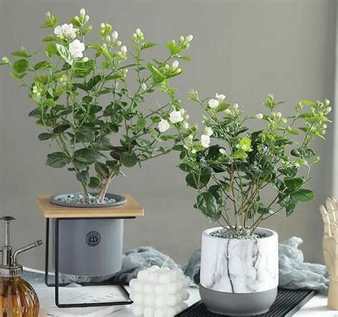 茉莉花盆栽照顧