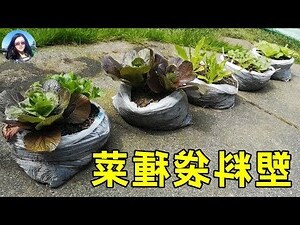 房間可以種植物嗎