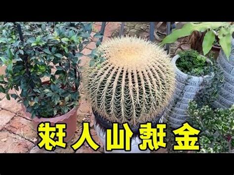 金琥仙人掌繁殖
