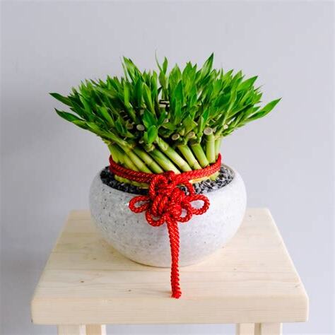 幸運竹種植