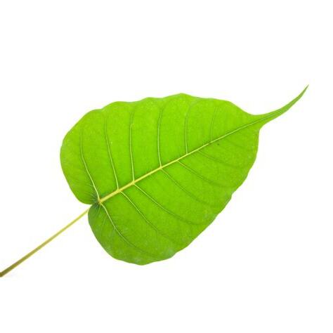 菩提葉象徵