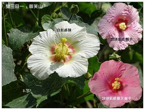 山芙蓉功效