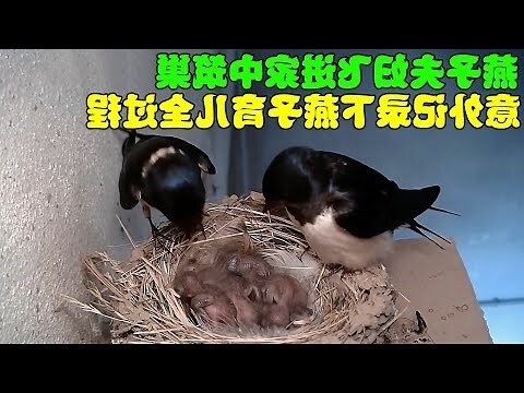 家有燕子