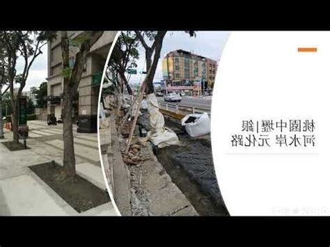 樹穴是什麼