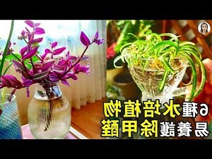 水培植物