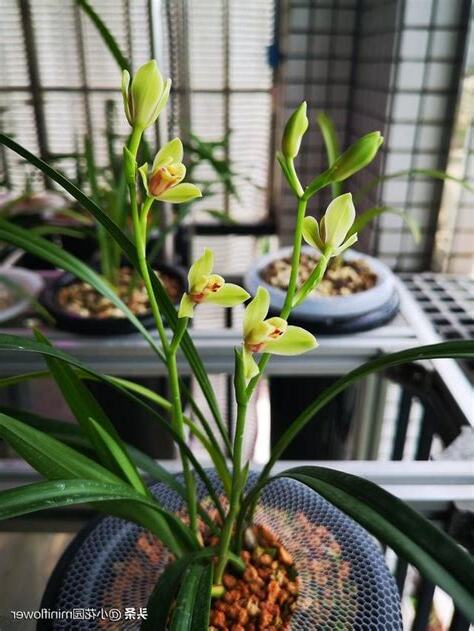 蘭花招陰