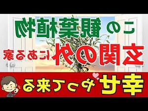 風水植栽