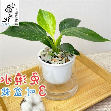 金鑽蔓綠絨風水