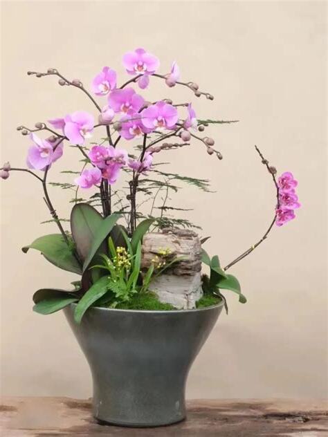 蝴蝶蘭種植