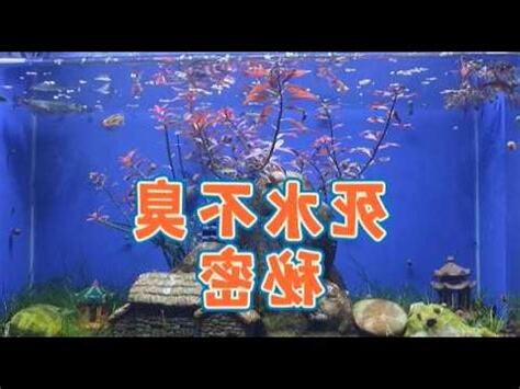 死水養魚