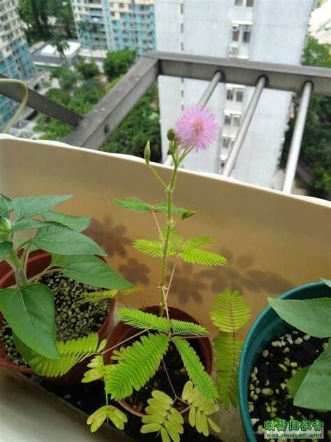 怕羞草開花風水