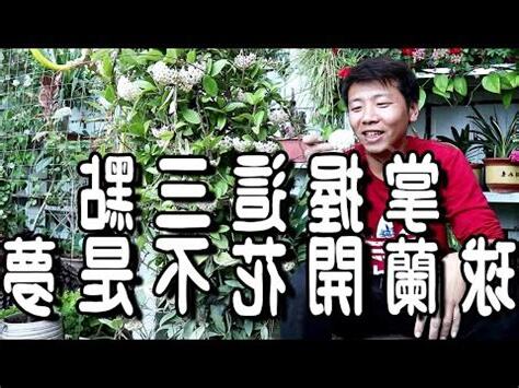 紅球蘭樹