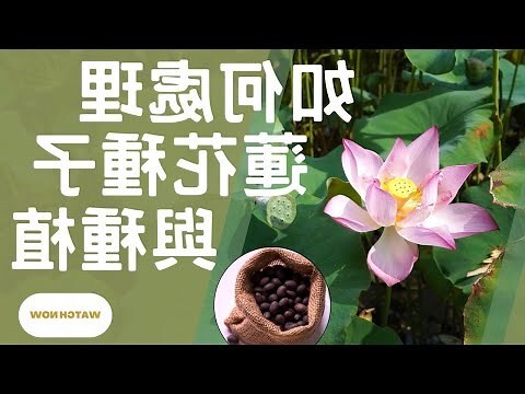 家裡種蓮花