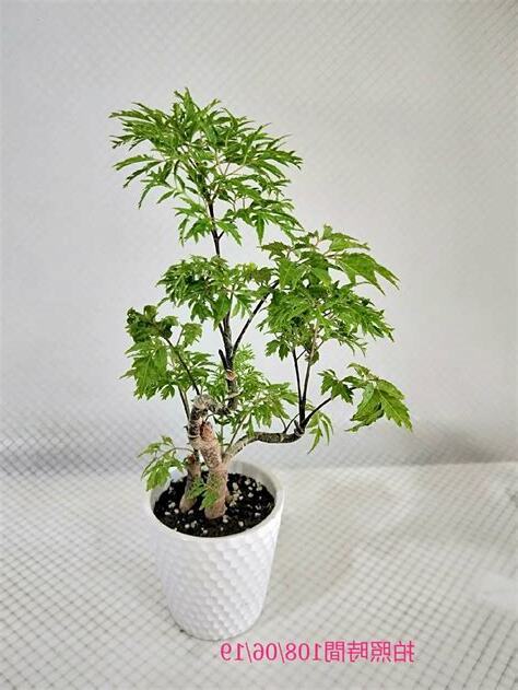 羽葉福祿桐修剪
