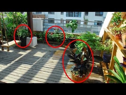 雞蛋花風水陽台