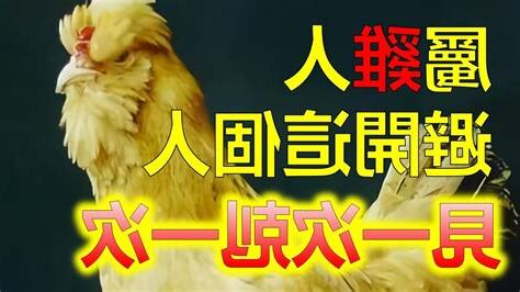 屬雞跟什麼生肖不合