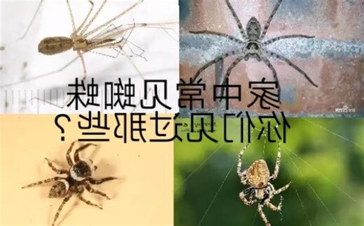 很多小蜘蛛