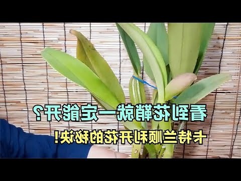 如意花開花