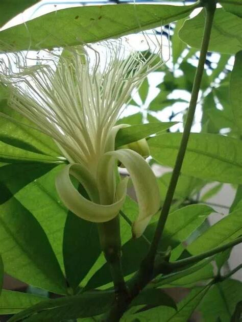 發財樹花苞