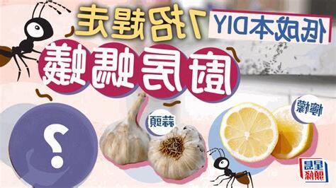 廚房螞蟻