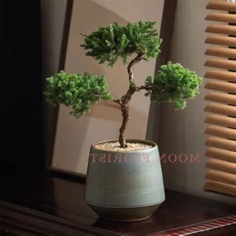 柏樹盆栽風水