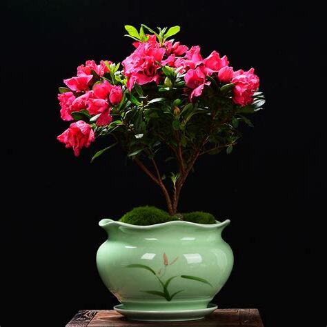 盆栽花盆