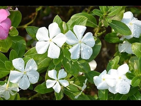 夾竹桃葉子