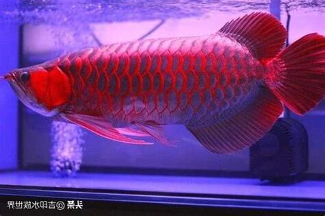 紅龍魚風水