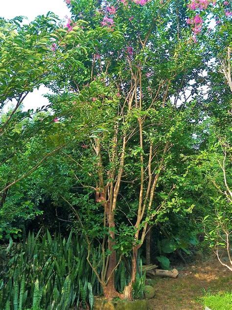 九芎樹風水