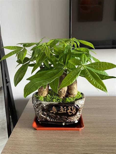 發財樹可以放房間嗎