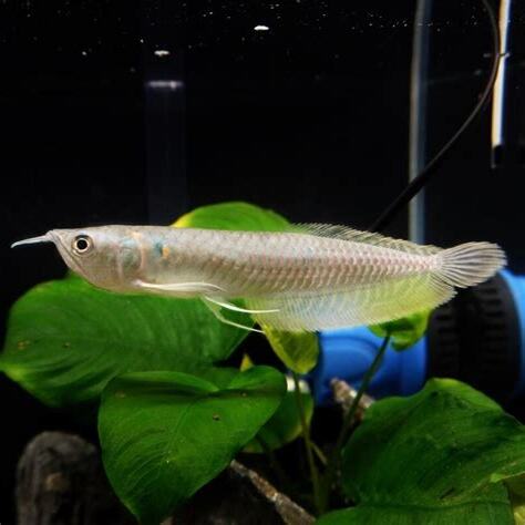 上層魚推薦