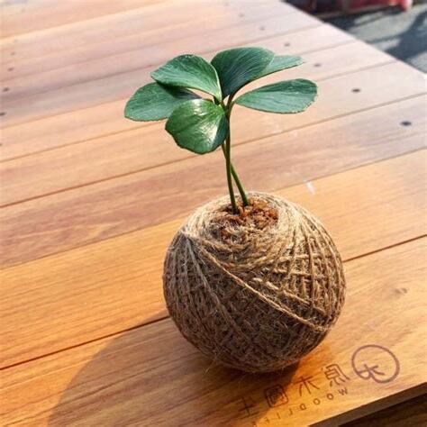 幸運鐵樹風水