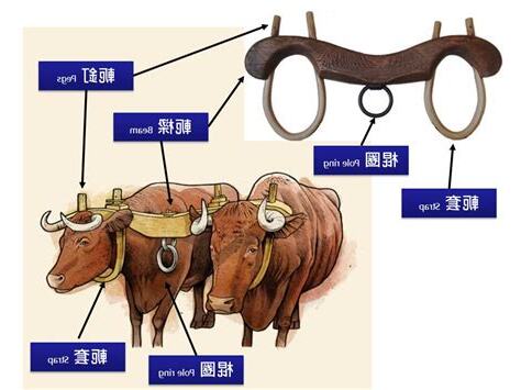 兩個牛意思