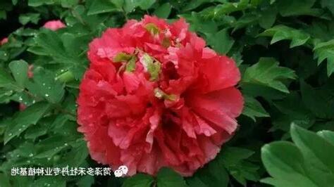 牡丹花種植