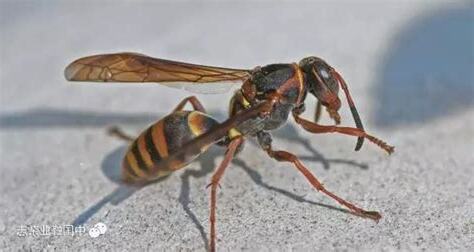 馬蜂有毒嗎