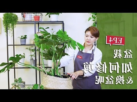 福木換盆