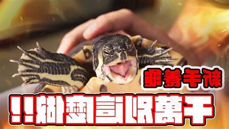 龜湯禁忌