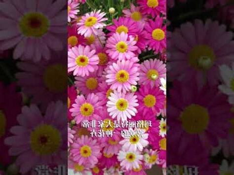 瑪格麗特花風水