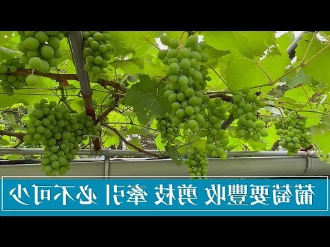 盆栽葡萄栽培方法