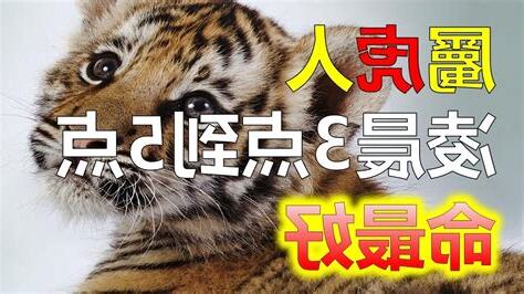 屬虎的男人