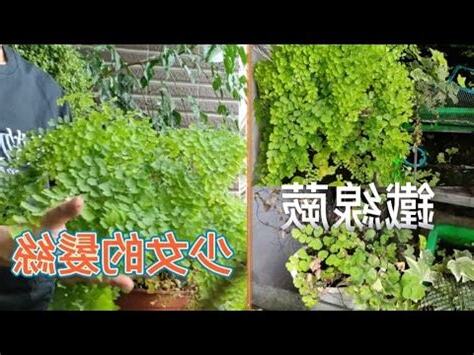 鐵線蕨風水