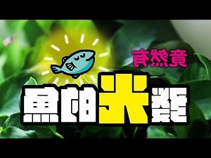 房間養魚好嗎