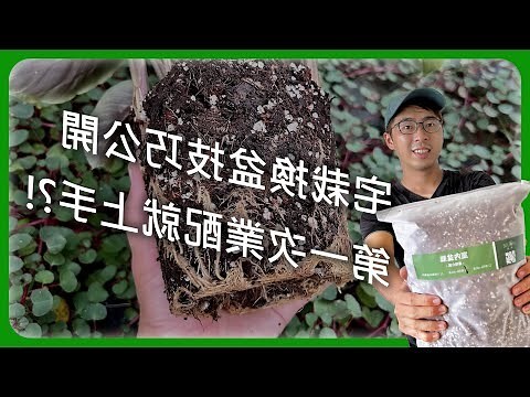 白水木移盆